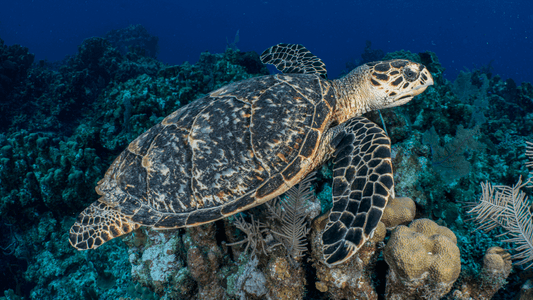 Hawksbill Sea Turtle