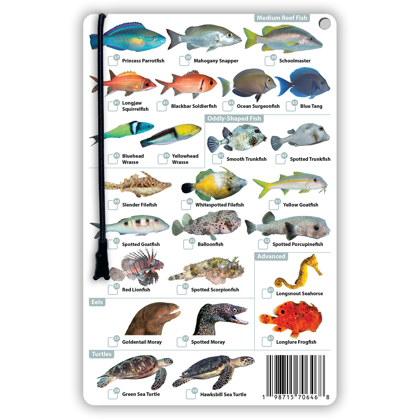 Bonaire Fish Identification Card