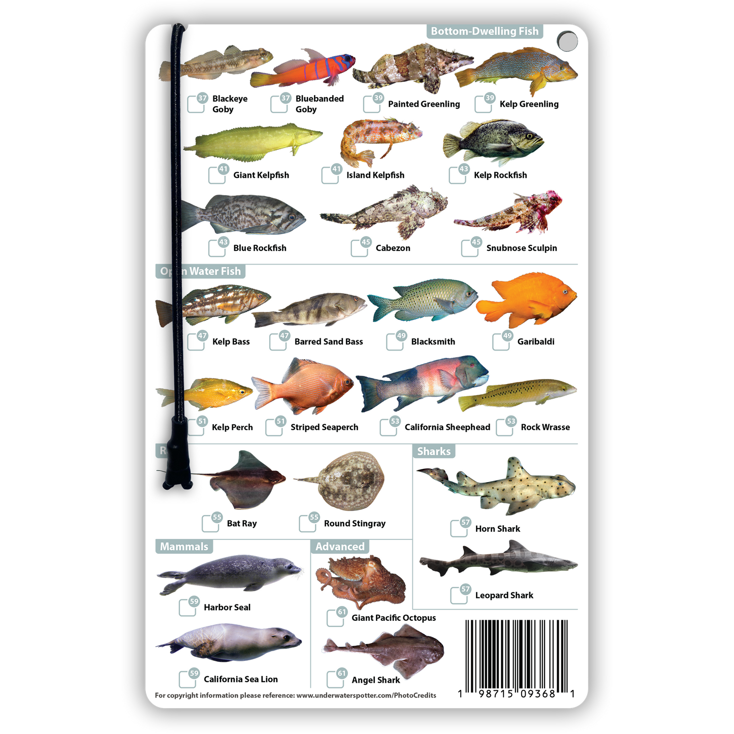 California Fish Identification Card