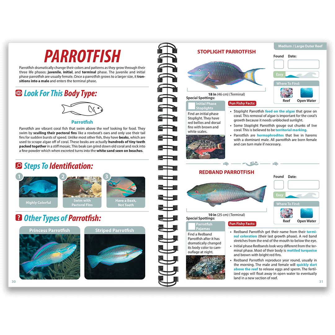 Caribbean Parrotfish