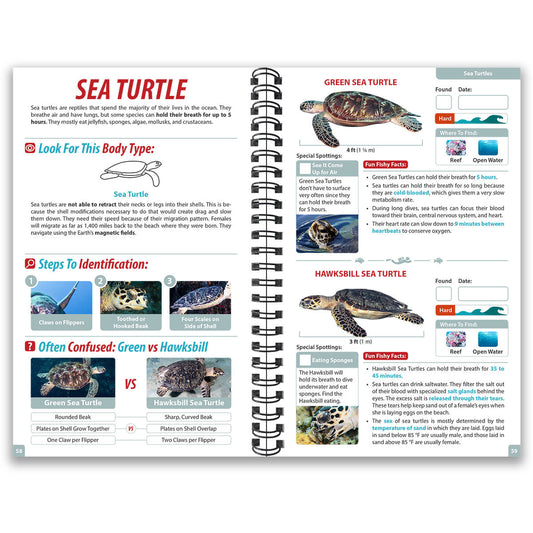 Cayman Islands Ocean Life Guide