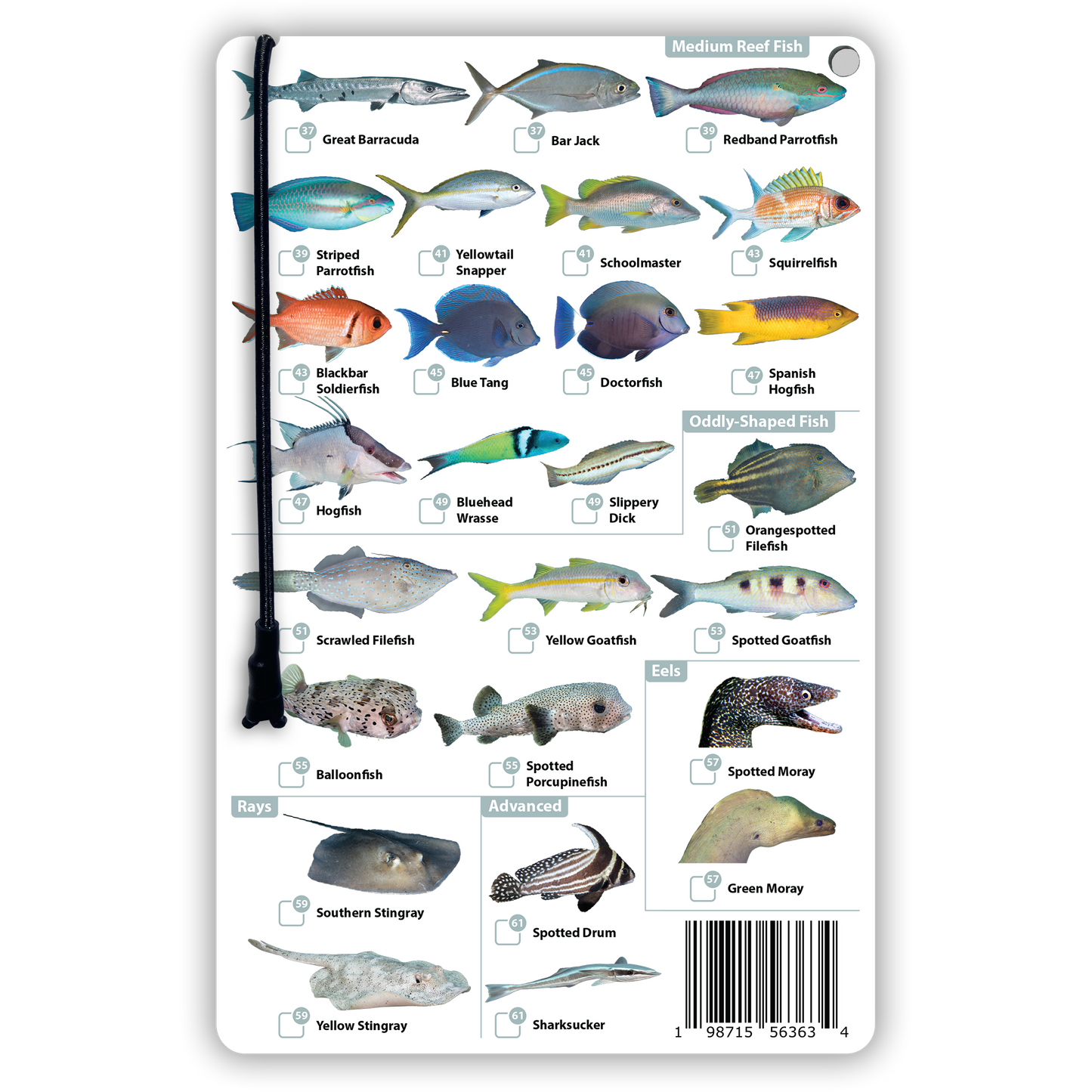 Florida Fish Identification Card