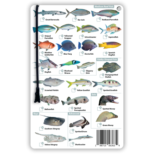 Florida Fish Identification Card