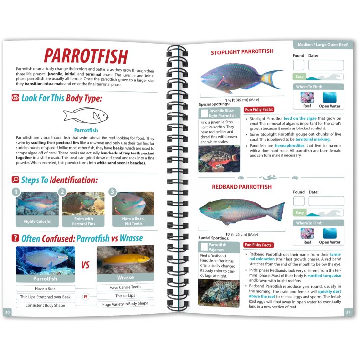 fish identification family and species page