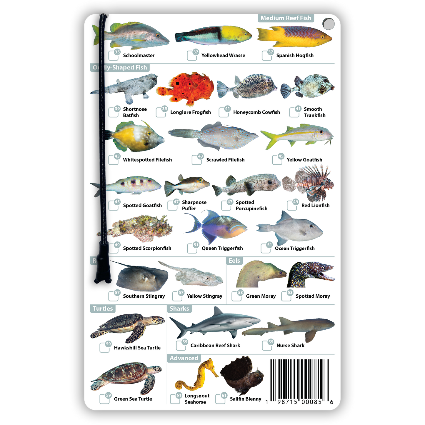Turks & Caicos Fish Identification Card