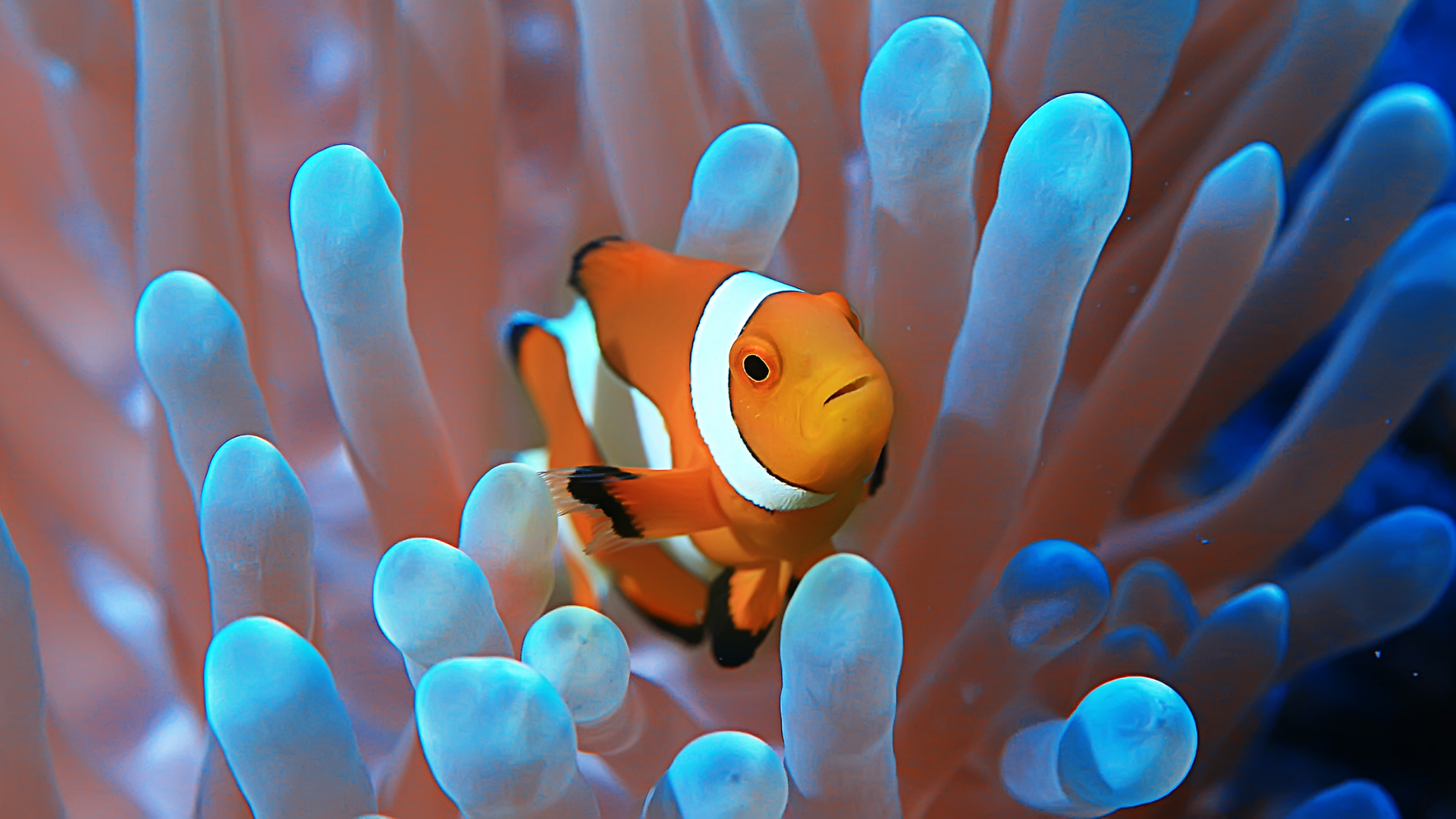 orange anemone fish with white stripes in anemone