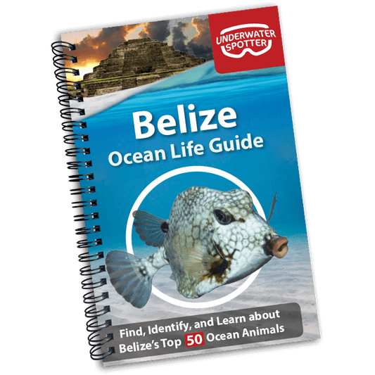 Belize Ocean Life Guide