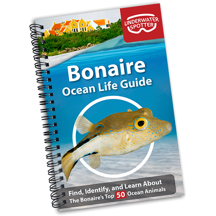 Bonaire Ocean Life Guide