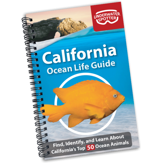 California Ocean Life Guide