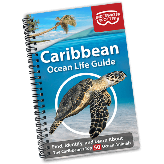 Caribbean Ocean Life Guide