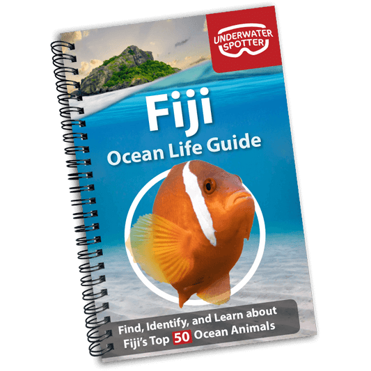 Fiji Ocean Life Guide