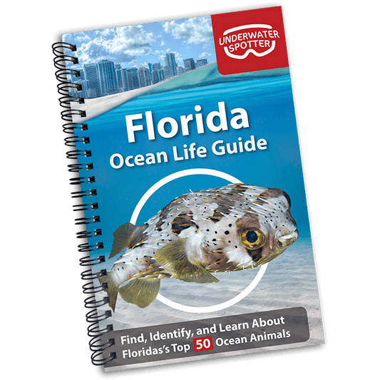 Florida Ocean Life Guide