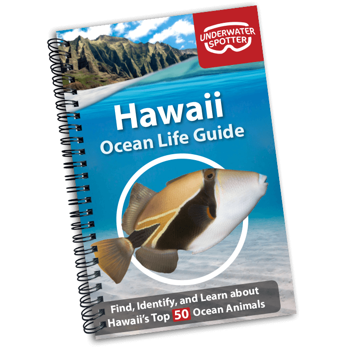Hawaii Ocean Life Guide