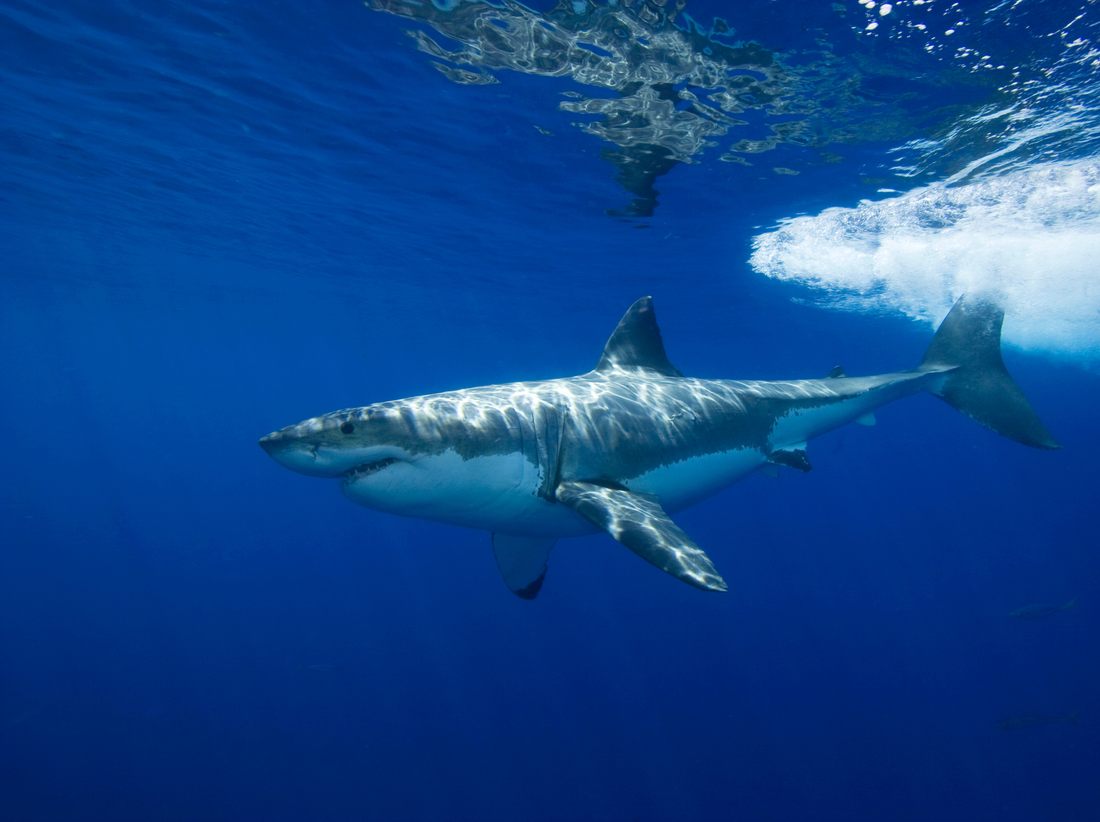 Great White Shark (Carcharodon Carcharias)