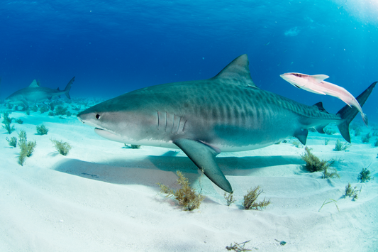 Tiger Shark (Galeocerdo Cuvier)