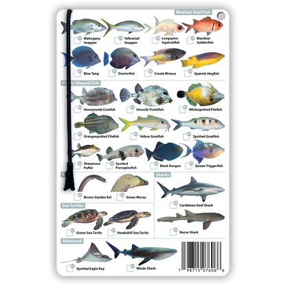 Belize Fish Identification Card