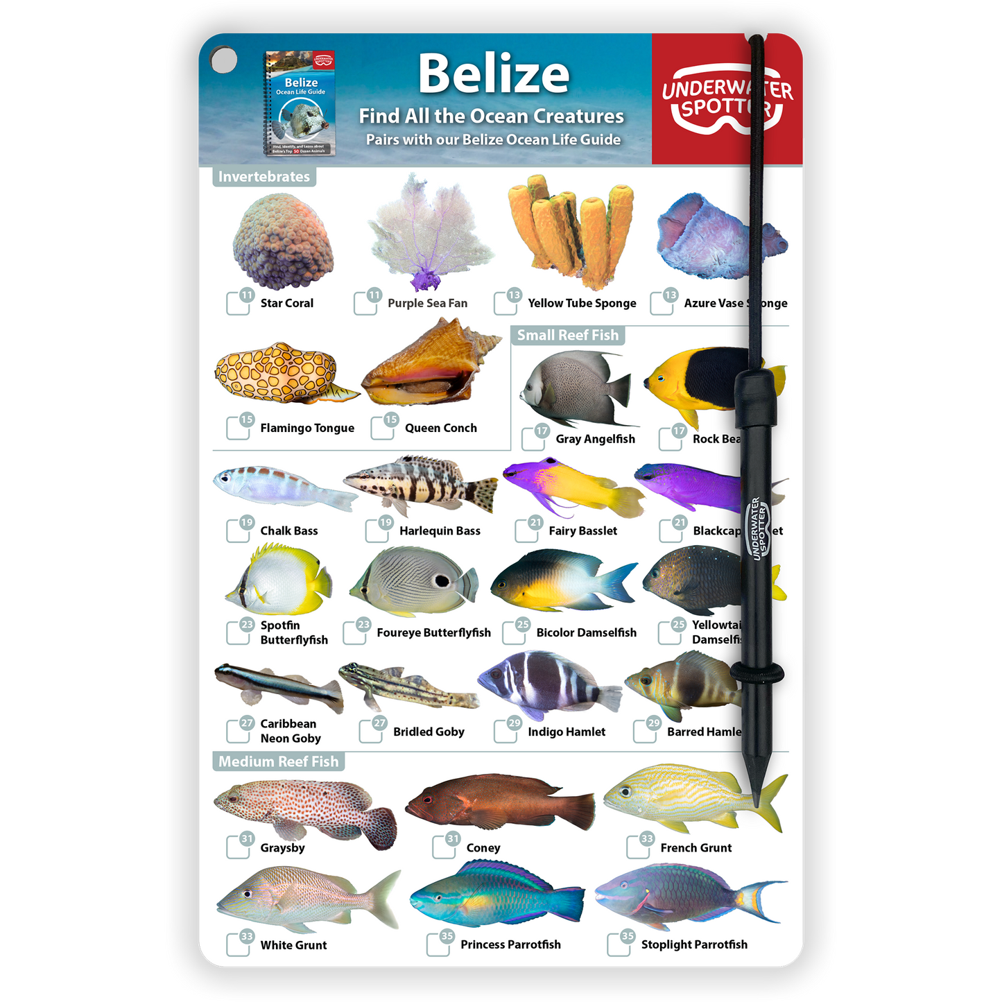 Belize Fish Identification Card
