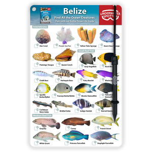 Belize Fish Identification Card