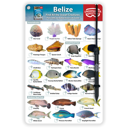 Belize Fish Identification Card