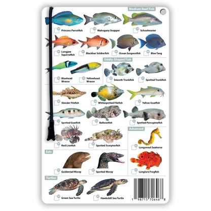 Bonaire Fish Identification Card