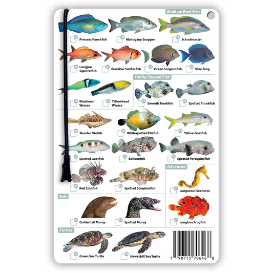 Bonaire Fish Identification Card