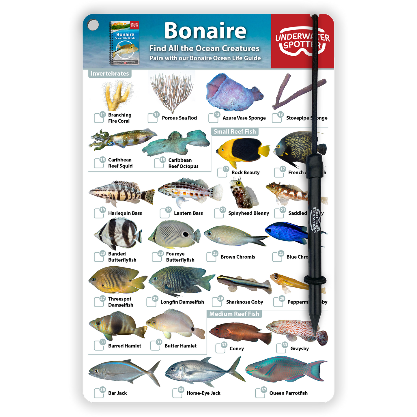 Bonaire Fish Identification Card