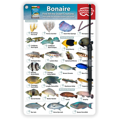 Bonaire Fish Identification Card