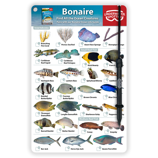 Bonaire Fish Identification Card