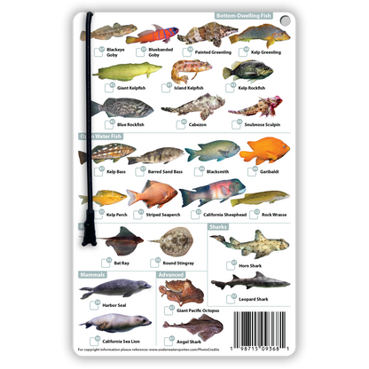 California Fish Identification Card