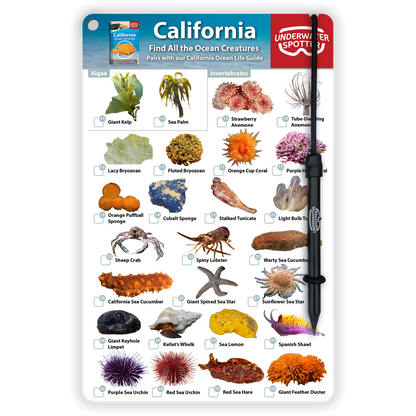 California Fish Identification Card
