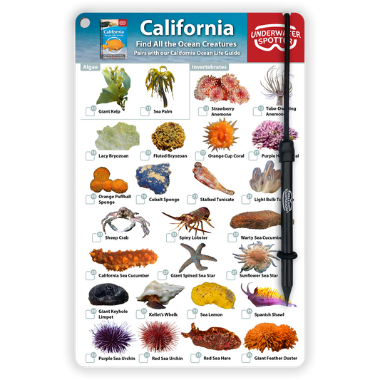 California Fish Identification Card