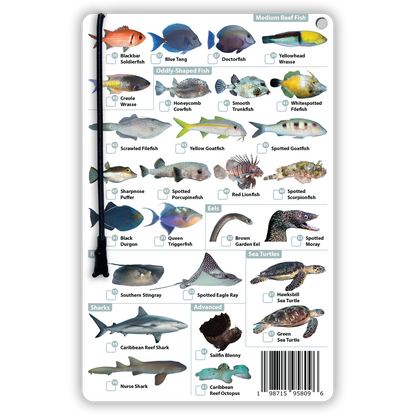 Caribbean Fish Identification Card