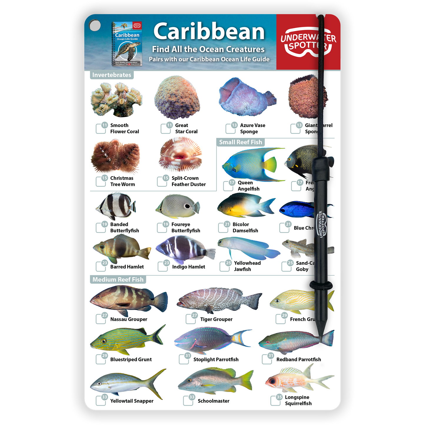 Caribbean Fish Identification Card