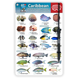 Caribbean Fish Identification Card