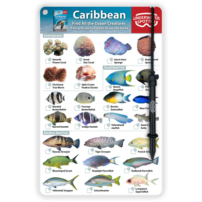 Caribbean Fish Identification Card