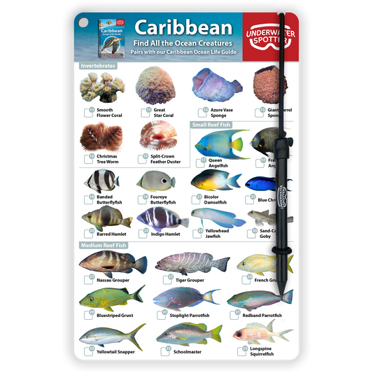 Caribbean Fish Identification Card