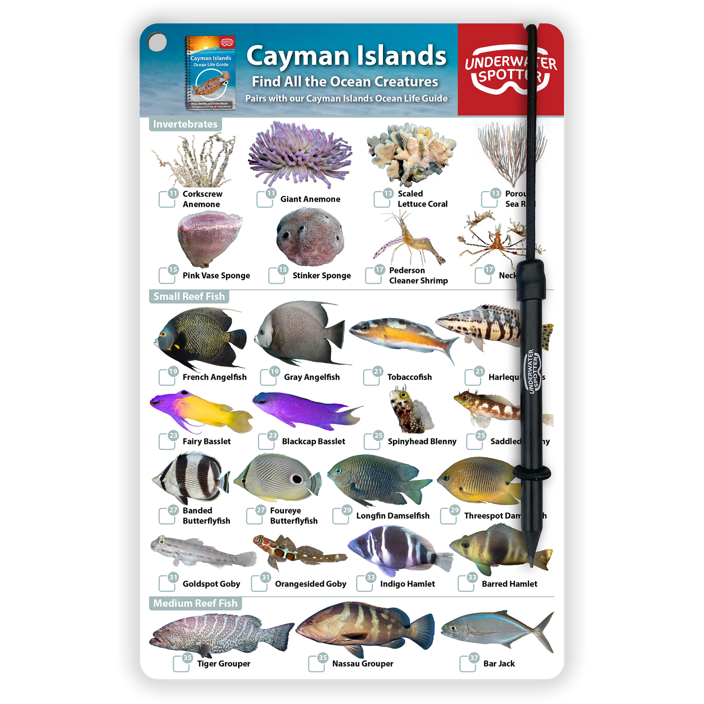 Cayman Islands Fish Identification Card