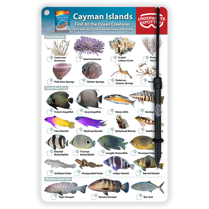Cayman Islands Fish Identification Card