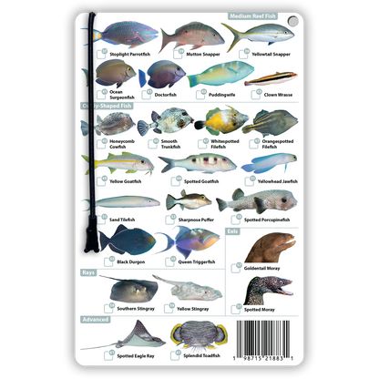 Cozumel Fish Identification Card