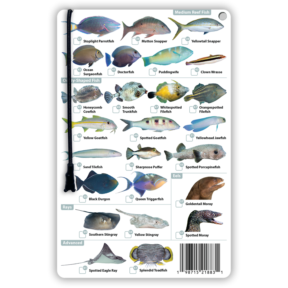 Cozumel Fish Identification Card – Underwater Spotter