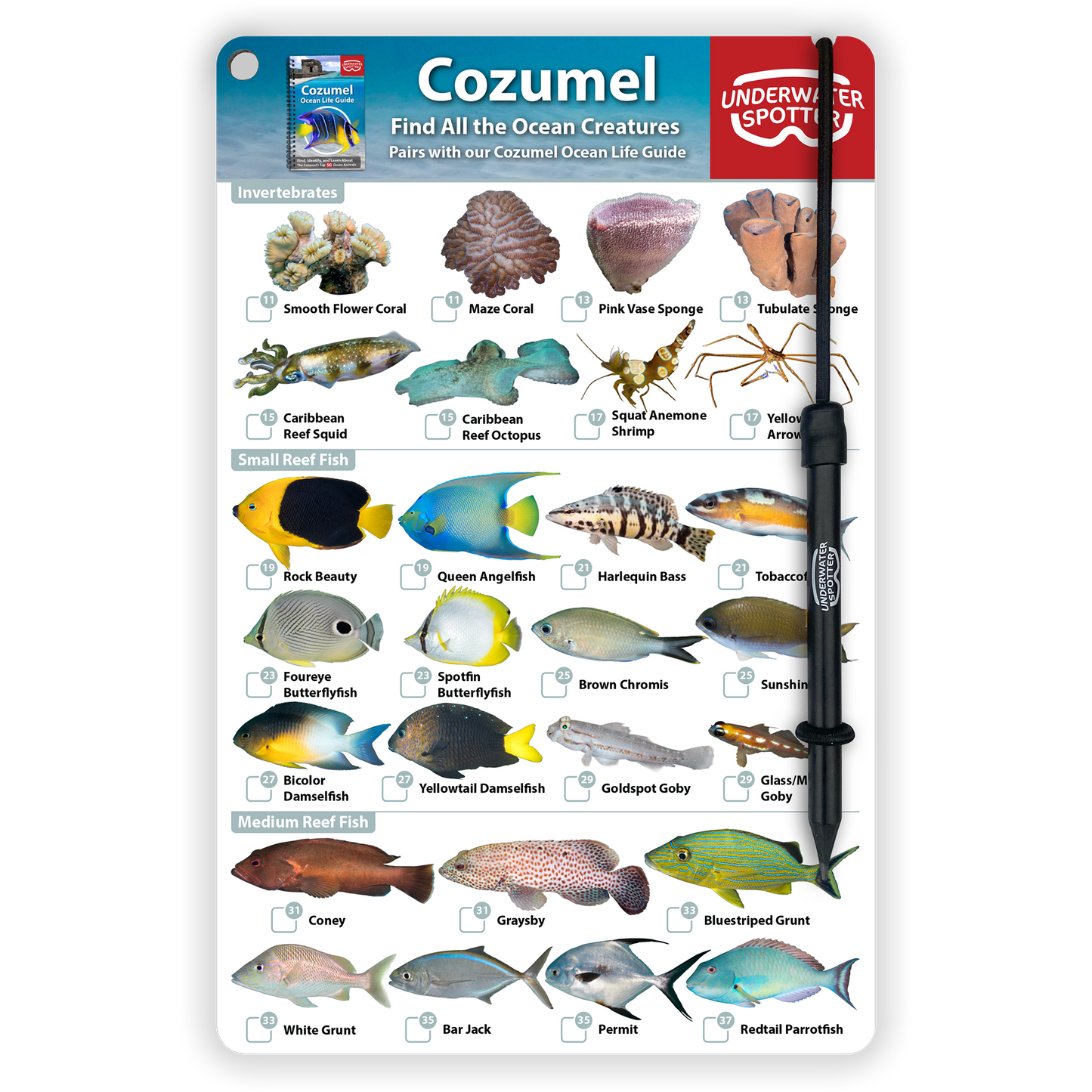 Cozumel Fish Identification Card