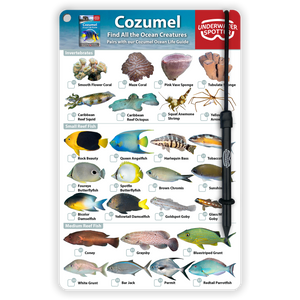 Cozumel Fish Identification Card