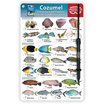 Cozumel Fish Identification Card
