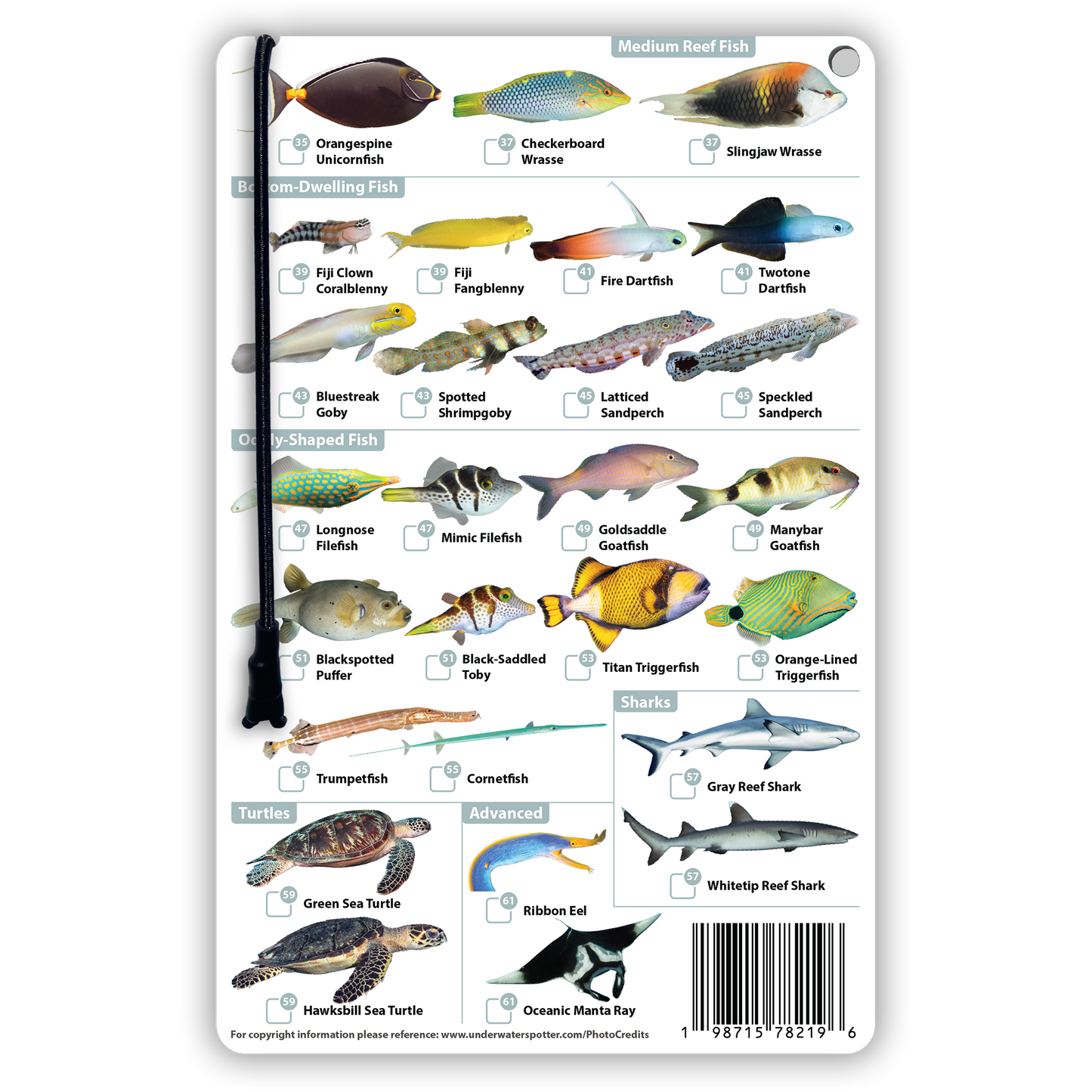 Fiji Fish Identification Card