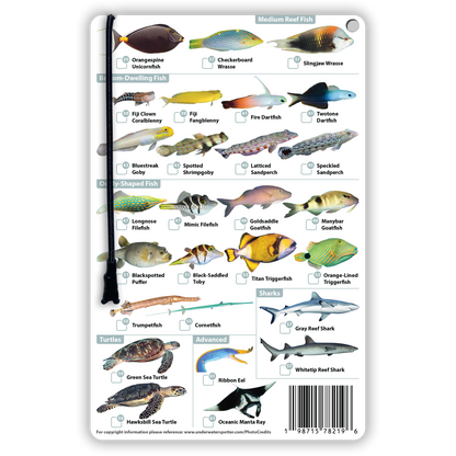Fiji Fish Identification Card