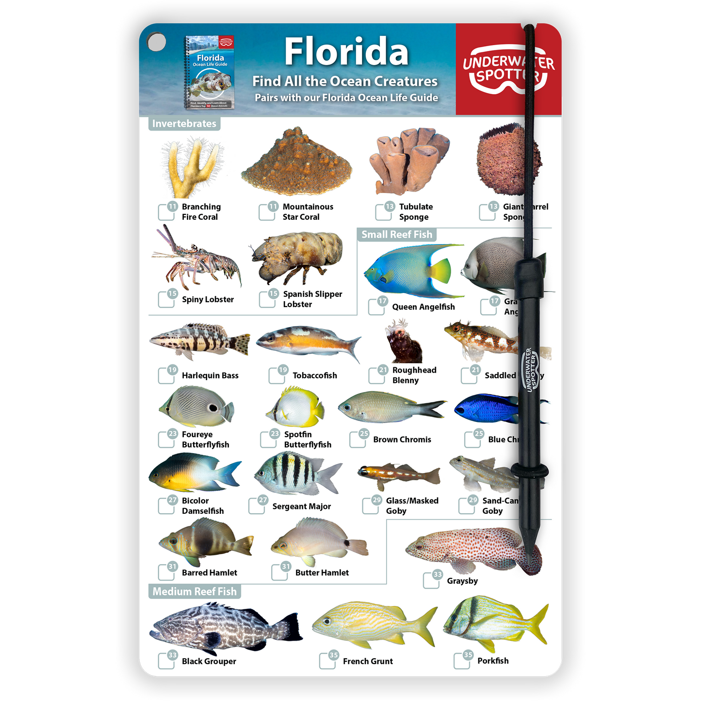 Florida Fish Identification Card
