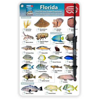 Florida Fish Identification Card