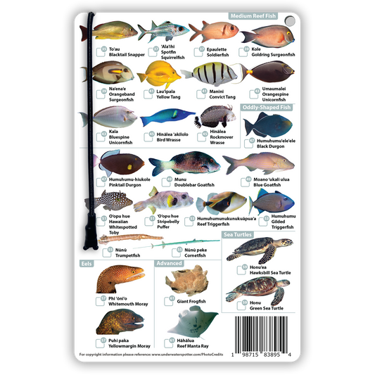 Hawaii Fish Identification Card