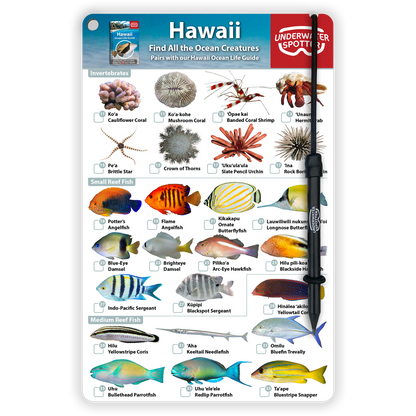 Hawaii Fish Identification Card