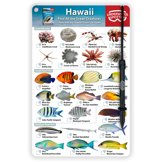 Hawaii Fish Identification Card